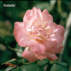 Arabella