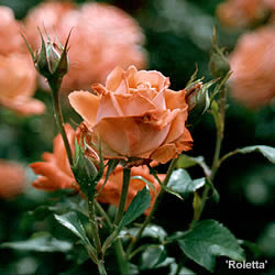 Rose Roletta
