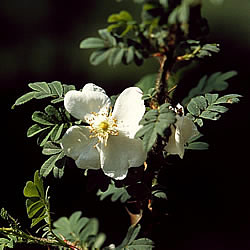 Rose Omeiptera