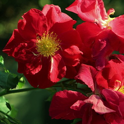 Rose Rosenfest